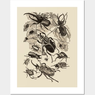 Coleoptera Beetles and Weevils J Mayson Wenge Posters and Art